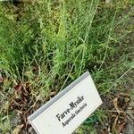 Asperula tinctoria Leaf