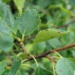 Betula humilis Leaf