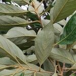 Styrax argenteus Leaf