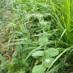 Mentha suaveolens Blad