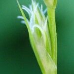 Carex leersii 樹皮