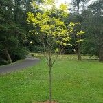 Amelanchier canadensis ശീലം