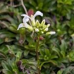 Arabis procurrens Flower