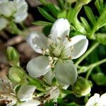 Osteomeles anthyllidifolia Kvet