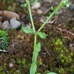 Valeriana echinata Hábitos