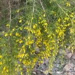 Ulex parviflorusLeaf