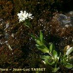 Arabis soyeri Habit