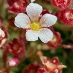 Saxifraga cespitosa Flor