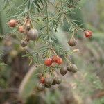 Asparagus umbellatus Fruto