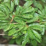 Calliandra bijuga Ліст