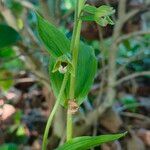 Epipactis rhodanensis Flower