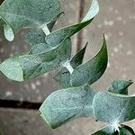 Eucalyptus pulverulenta Hostoa