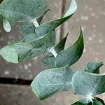 Eucalyptus pulverulenta List