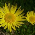 Doronicum hungaricum