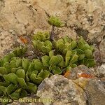 Aeonium glutinosum Habitus