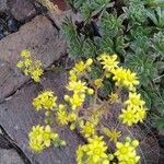 Aeonium simsii Blatt