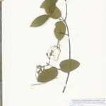 Strophanthus gracilis その他の提案