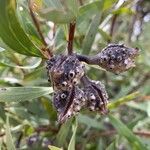 Hakea salicifolia Fruto