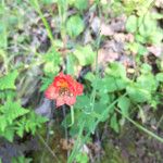 Delphinium cardinale Květ