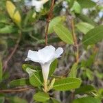 Rhabdadenia biflora Kukka