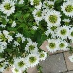 Scaevola plumieri Flower