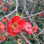 Chaenomeles japonica Çiçek