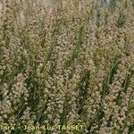 Reseda complicata Συνήθη χαρακτηριστικά