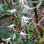 Dendrobium fractiflexum Kvet