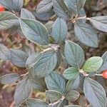 Cotoneaster franchetii Hoja