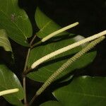 Piper tuberculatum Vrucht