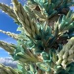 Puya alpestris Blodyn