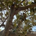 Ficus macrophylla List