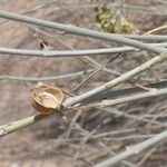 Gomphocarpus filiformis Bark