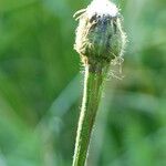 Crepis conyzifolia Bark