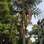 Caryota urens Bark