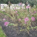 Cleome spinosa Habit