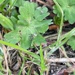 Geranium molle Feuille