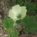 Hibiscus vitifolius Kwiat