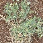 Heliotropium longiflorum पत्ता