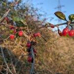 Ilex decidua Плод