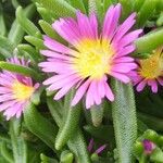 Delosperma sutherlandii Lorea