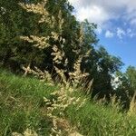 Agrostis gigantea Квітка