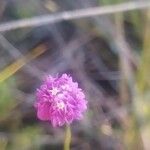 Polygala longicaulis Λουλούδι