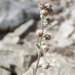 Artemisia umbelliformis Kvet