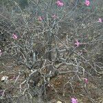 Uncarina stellulifera Habit