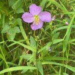 Rhexia virginica Flower