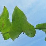 Smilax aspera Blad