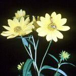 Helianthus grosseserratus Blomst