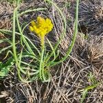 Bulbine abyssinica Folha