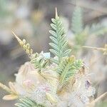 Astragalus piptocephalus Leaf